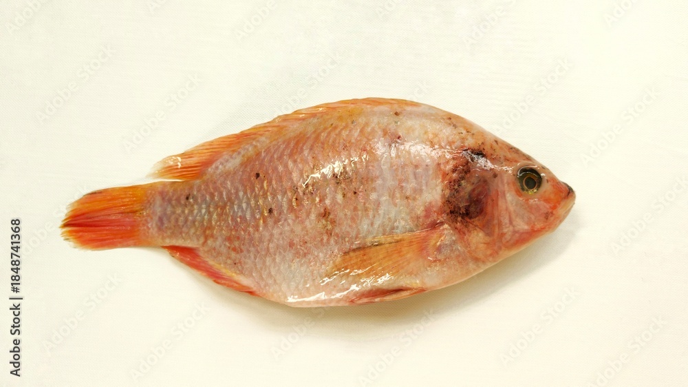 Obraz premium Raw tilapia fish on a white background, commonly used for cooking, food preparation visuals, menus, nutrition content, and fresh seafood presentations.