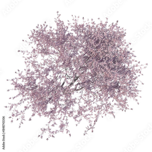 фотографія Blossoming cherry tree top view isolated transparent background realistic sketch