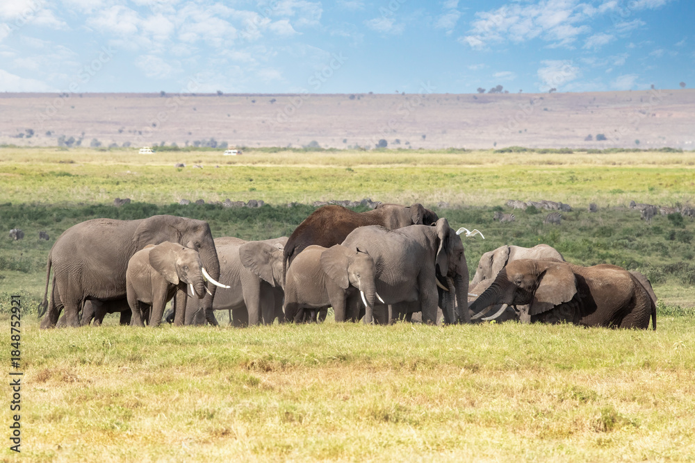 Obraz premium African elephant calves, loxodonta africana, protected by the older herd members. A family group in Amboseli National Park, Kenya.