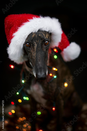 Weihnachtliches Portrait eines Windhundes