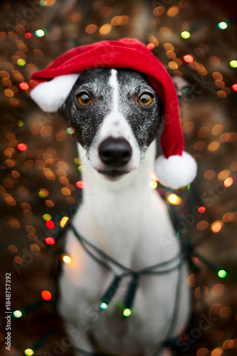 Weihnachtliches Portrait eines Windhundes