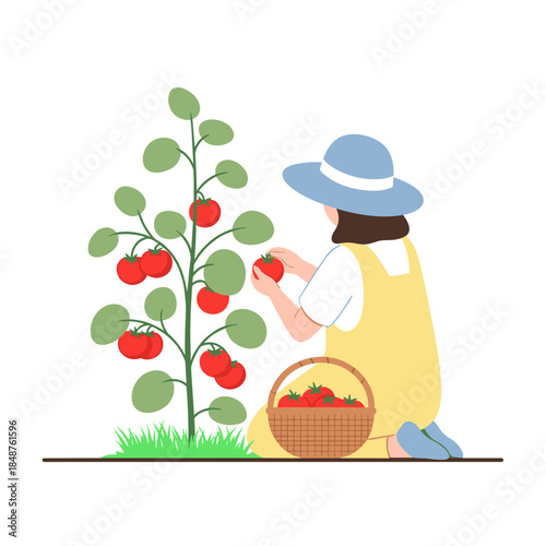 Young woman collecting tomatoes from garden in summer 