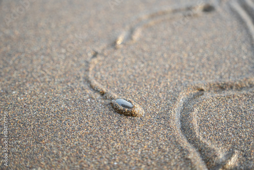 Close up of a small sea mollusk leaving a winding trail in wet sand on a beach. Natural animal track and sand texture with shallow depth of field.