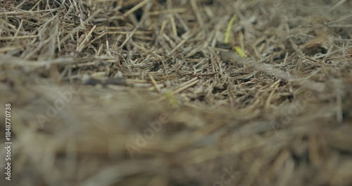 Fourmis au travail en gros plan