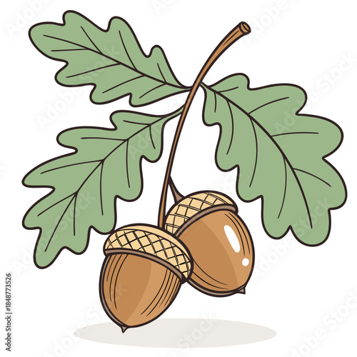 Acorns on a Twig: Delicate branch of a tree, bearing a pair of acorns. The details shows intricate texture of both the leaves and acorns. 