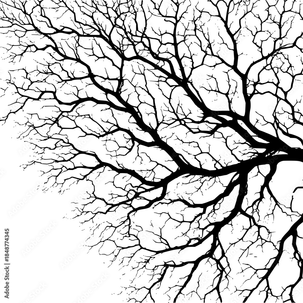 Obraz premium Bare Tree Branches Silhouette on White Background