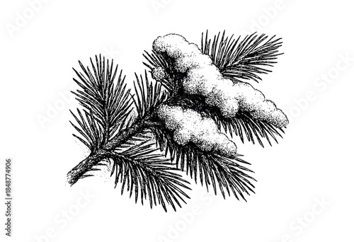A detailed black and white illustration of a pine branch covered in snow, rendered in a stippling style, evoking a wintery and natural feel.