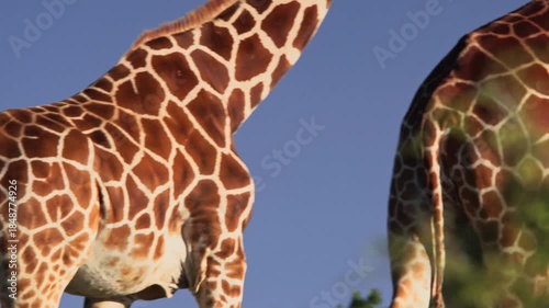 portrait of a giraffe