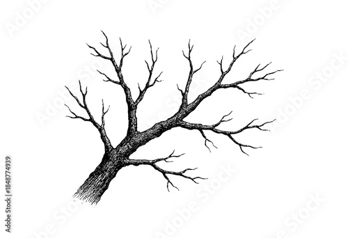 A detailed black and white ink drawing of a bare tree branch reaching upwards against a stark white background.