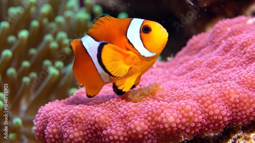 Vibrant clownfish swimming near coral reef in clear ocean water