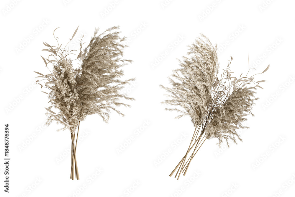 Fototapeta premium Dried pampas grass isolated on white