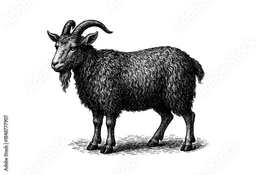 A detailed black and white engraving depicts a full-bodied goat with prominent horns and a shaggy coat standing on a white background, evoking a vintage or rustic feel.