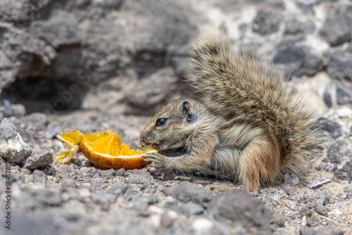 Photos Gestreiftes Atlashörnchen auf Fuerteventura