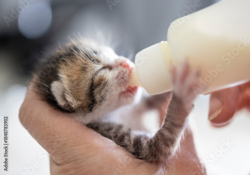A kind woman is feeding his white-brown baby kitten with a bottle of milk.