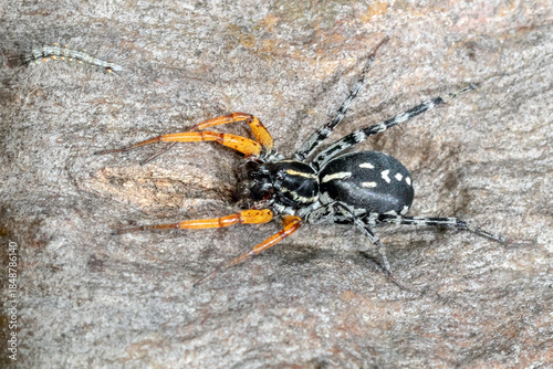 Spotted ground spider with orange legs hunting on tree bark