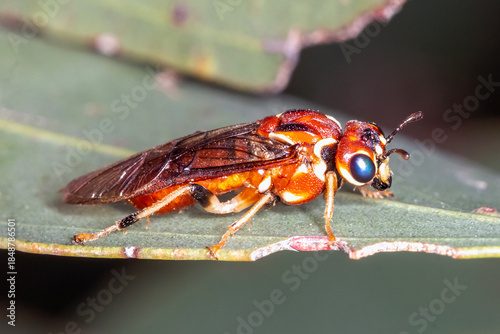 Adult sawfly resting on eucalyptus leaf
