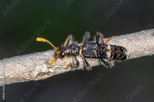 Checkered Beetle Perched on Twig