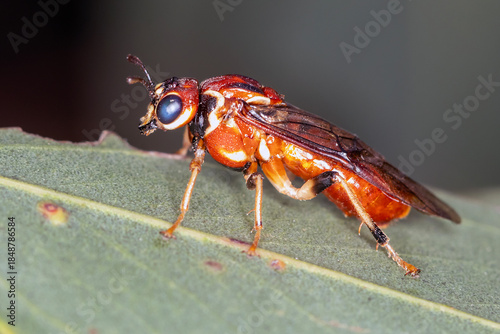 Australian Sawfly Perched on Native Leaf