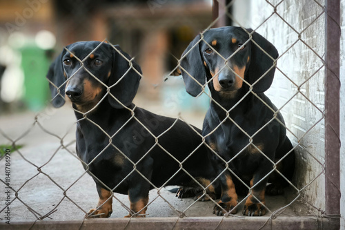portrait of two black dachshunds sitting behind wire fence and making funny faces