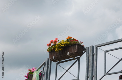 Flowers in a flower bed in the city. Landscaping, decoration of cities. Ecology.