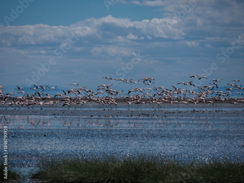 Lac Natron, Tanzanie et Flamands roses