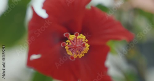 Hibiscus rouge en guadeloupe