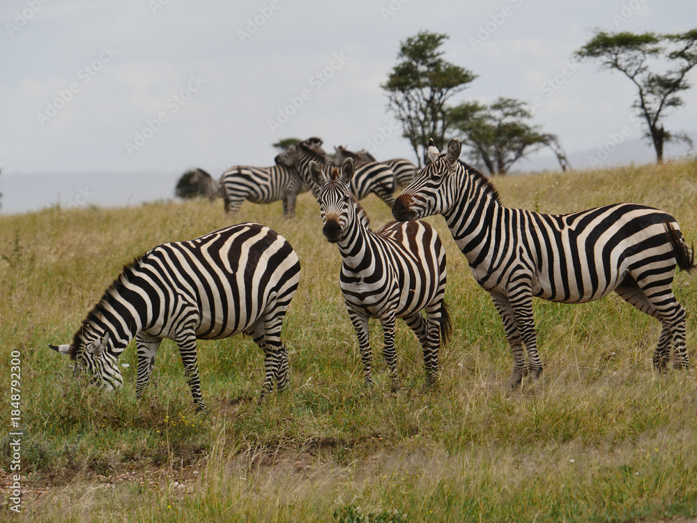 Fototapeta premium Troupeaux d'antilopes de Tanzanie