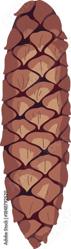 Spruce cone isolated on white background