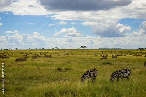Troupeaux d'antilopes de Tanzanie
