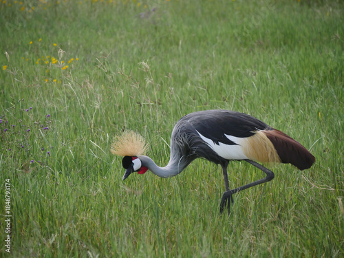 Grues royales à couronne grise
