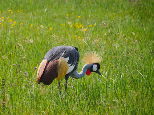 Grues royales à couronne grise