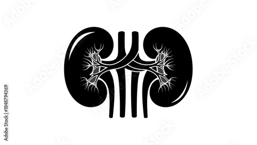 Anatomical illustration of human kidneys with detailed vascular structure