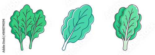 Vibrant green swiss chard leaves showcasing healthy leafy vegetable variety fresh produce