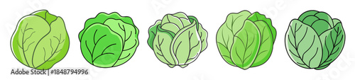 Five fresh green cabbages arranged in a row showing healthy leafy vegetable produce ready for cooking and consumption