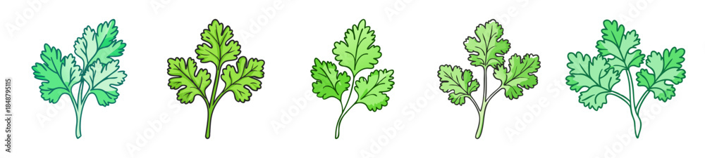 Naklejka premium Fresh green cilantro leaves bunch culinary herb ingredient for healthy cooking and vibrant flavors in recipes