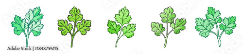 Fresh green cilantro leaves bunch culinary herb ingredient for healthy cooking and vibrant flavors in recipes