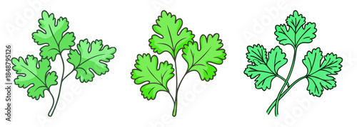 Fresh green cilantro sprigs isolated culinary herb for cooking flavorful dishes and healthy lifestyles