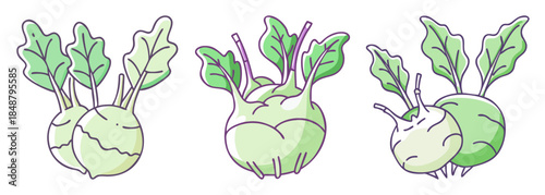 Fresh kohlrabi vegetables isolated showing tops and bulbs for culinary use