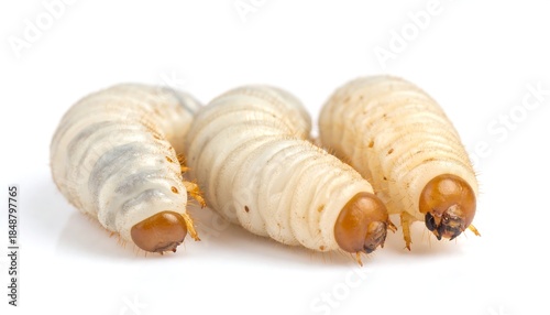 Three plump, pale larvae with brown heads and visible legs are isolated against a clean, white background