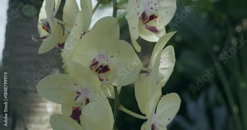 Orchidées en Guadeloupe