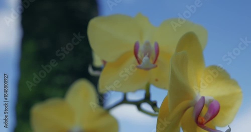 Orchidées en Guadeloupe
