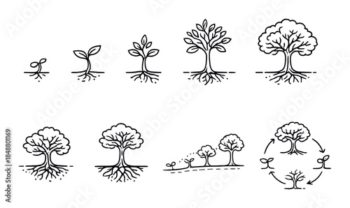 Illustration of tree life cycle with growth stages and root development