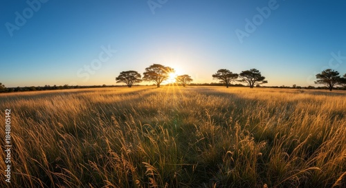 Golden Hour Sunset Over a Grassy Field