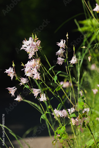 Delicate Wildflowers Blooming in Soft Natural Light