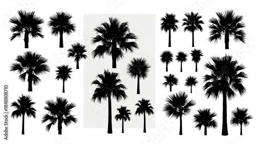 Collection of diverse palm tree silhouettes in various sizes and shapes