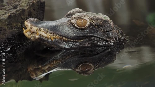 Crocodile head sticking out of the water