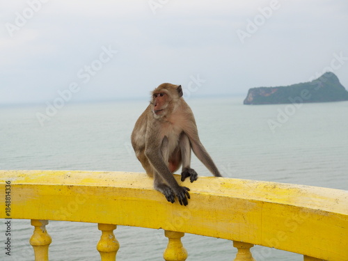 Golden hairy monkey sitting on yellow concrete wall with sea and island in background, Long-tailed or Crab-eating macaque at Khao chong krajok, Prachuap Khiri Khan, Thailand