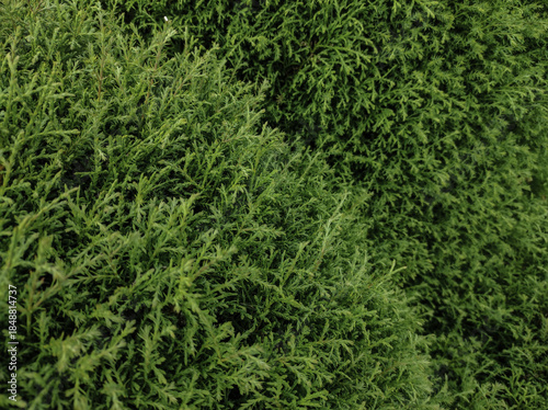 green grass background
