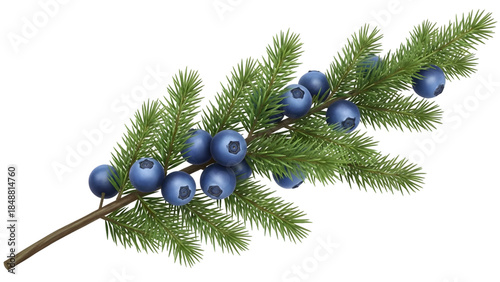 Juniper branch with blue berries and green needles isolated on a transparent background plant