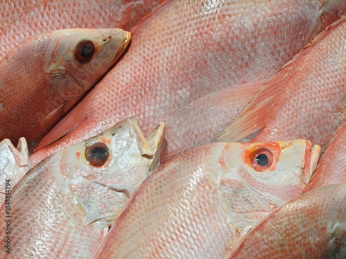 Close-Up Background of Fresh Raw Red Snapper or Sea Bream Fish Displayed at a Seafood Market